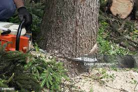 How Our Tree Care Process Works  in  Poncha Springs, CO