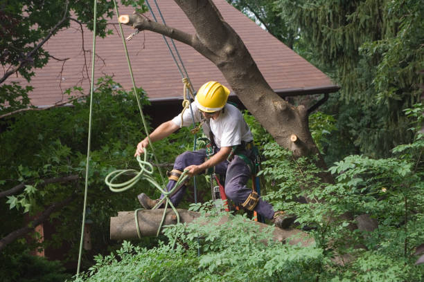 Reliable Poncha Springs, CO Tree Care Solutions