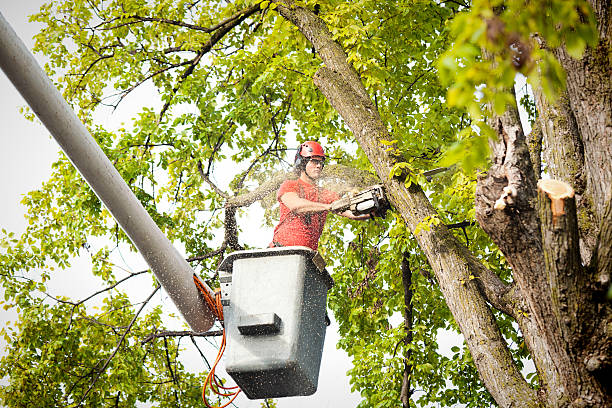 Best Utility Line Clearance  in Poncha Springs, CO
