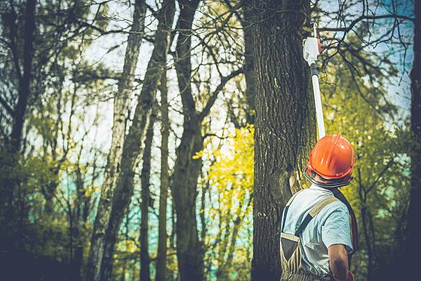 Best Soil Testing and Treatment  in Poncha Springs, CO